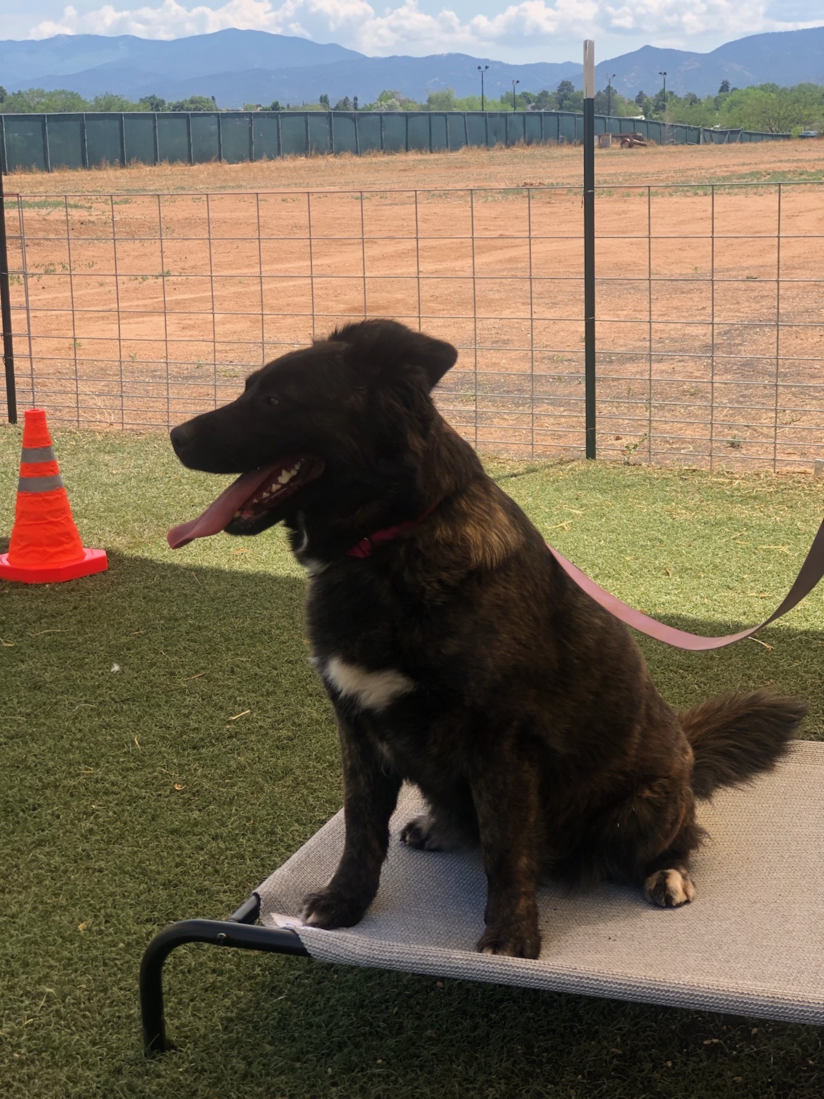 Masie , an adoptable Rottweiler, Chow Chow in Albuquerque, NM, 87199 | Photo Image 3