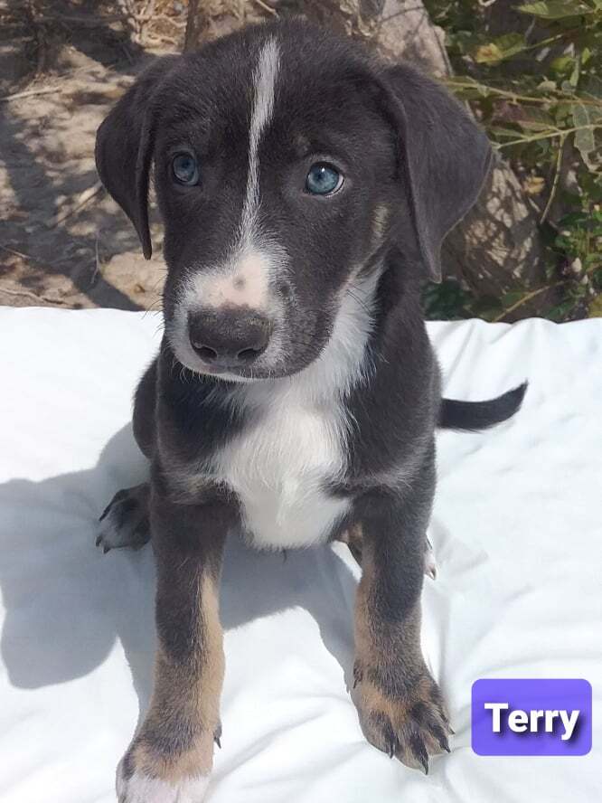 Tess's Terry aka Loki, an adoptable Australian Cattle Dog / Blue Heeler, Shepherd in Las Vegas, NV, 89136 | Photo Image 2