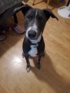 Tess's Terry aka Loki photo 4