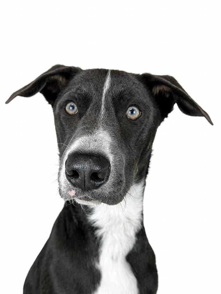 Tess's Terry aka Loki, an adoptable Australian Cattle Dog / Blue Heeler, Shepherd in Las Vegas, NV, 89136 | Photo Image 5