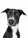 Tess's Terry aka Loki photo 5