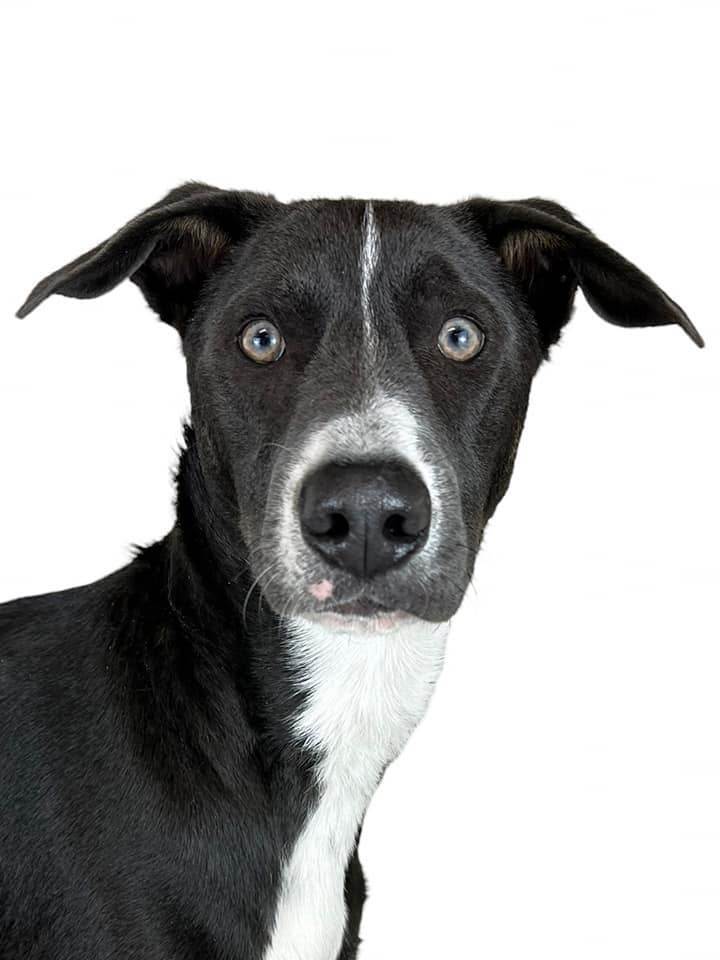 Tess's Terry aka Loki, an adoptable Australian Cattle Dog / Blue Heeler, Shepherd in Las Vegas, NV, 89136 | Photo Image 6