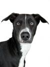 Tess's Terry aka Loki photo 6