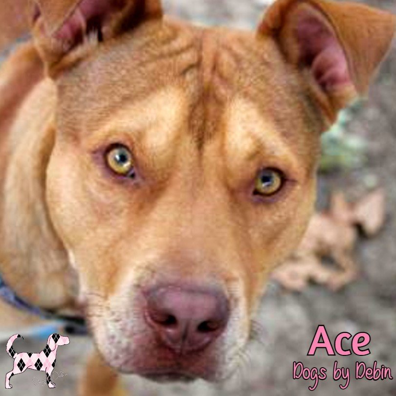 Ace, an adoptable Staffordshire Bull Terrier in Kansas City, MO, 64153 | Photo Image 1