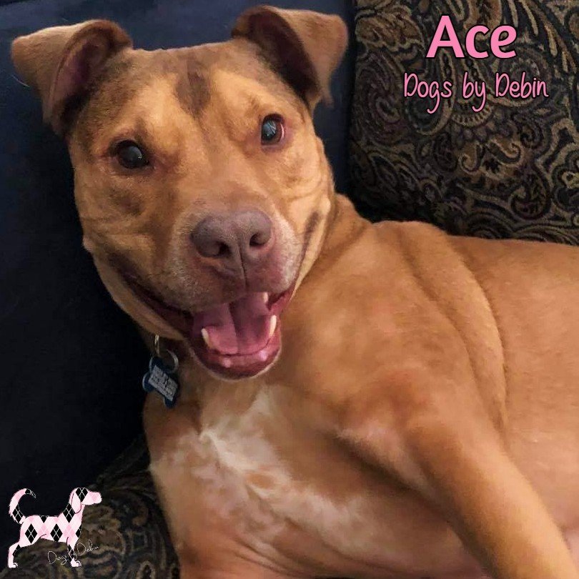 Ace, an adoptable Staffordshire Bull Terrier in Kansas City, MO, 64153 | Photo Image 2