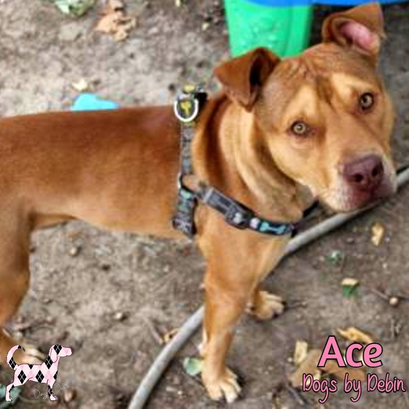 Ace, an adoptable Staffordshire Bull Terrier in Kansas City, MO, 64153 | Photo Image 3