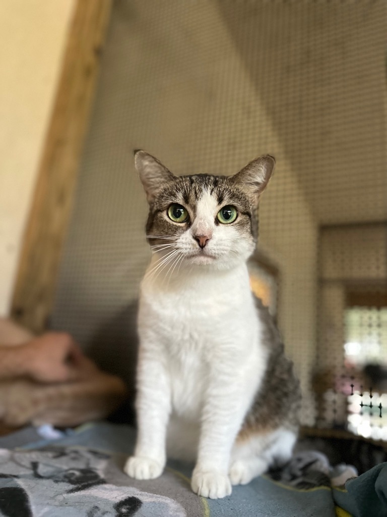 Leia, an adoptable American Shorthair in Fulton, TX, 78358 | Photo Image 1