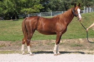 CHARLOTTE, Senior Female Saddlebred