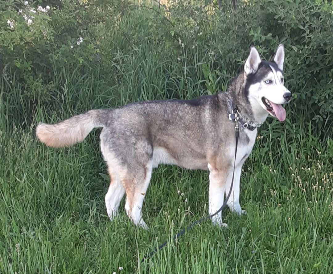 what is the difference between a siberian husky and a alaskan malamute