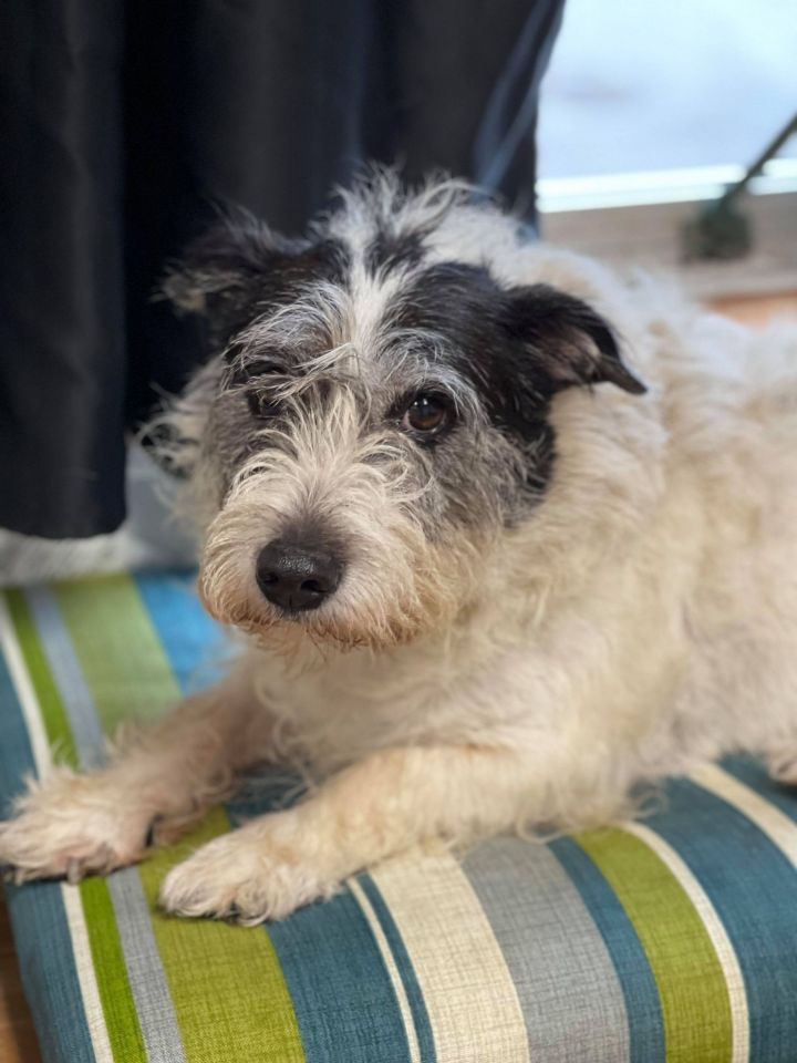 Dog For Adoption Petee Bonded Pair A Jack Russell Terrier Mix In Maryville Mo Petfinder