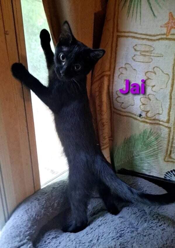 Jai, an adopted Domestic Short Hair Mix in Toast, NC_image-1
