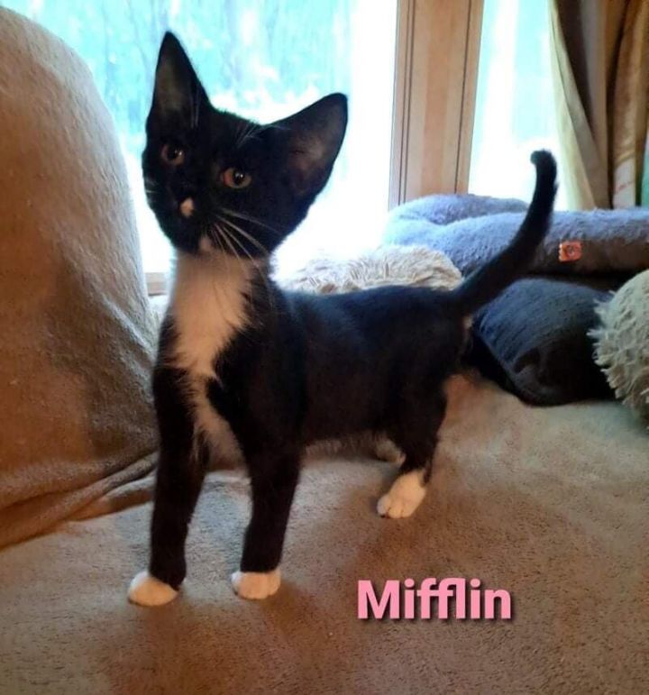 Mifflin, an adopted Domestic Short Hair Mix in Toast, NC_image-2