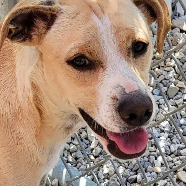 Summer, an adoptable Hound in Ross, OH, 45061 | Photo Image 1