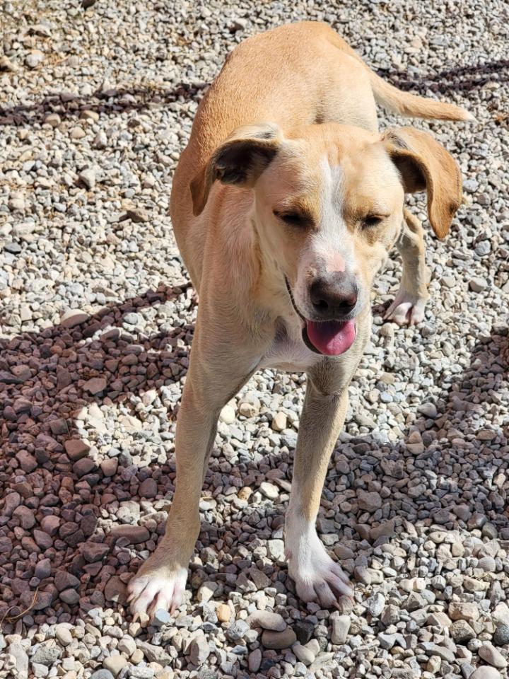 Summer, an adoptable Hound in Ross, OH, 45061 | Photo Image 2