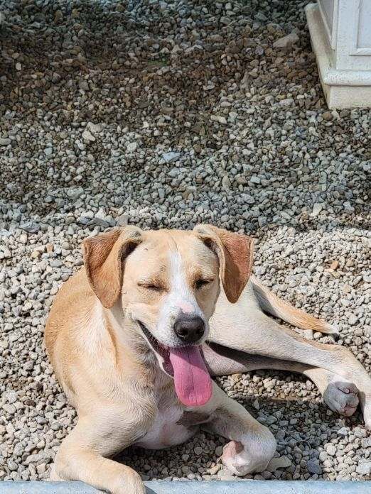 Summer, an adoptable Hound in Ross, OH, 45061 | Photo Image 4