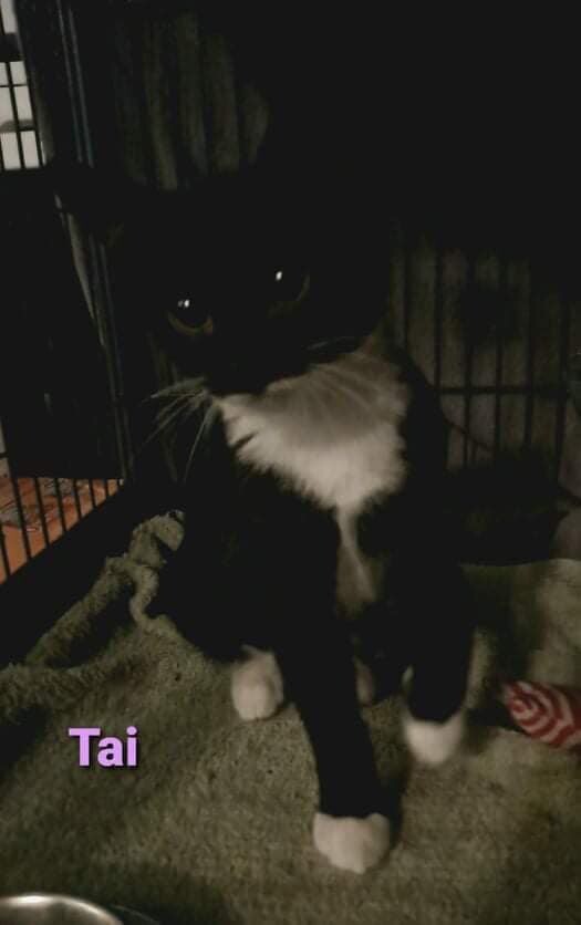 Tai, an adopted Domestic Short Hair Mix in Toast, NC_image-1