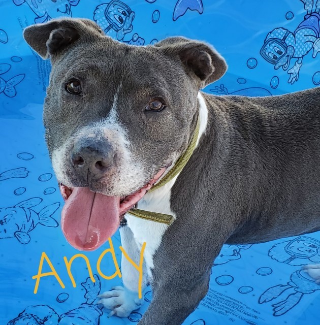 Andy, an adoptable Pit Bull Terrier in Clearlake, CA, 95422 | Photo Image 1