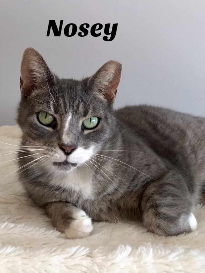 Nosey, an adopted Domestic Short Hair in Warminster, PA_image-1