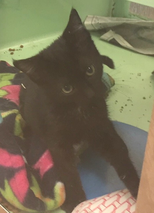 Chloe* A180703, an adoptable Domestic Short Hair in Plano, TX, 75093 | Photo Image 2