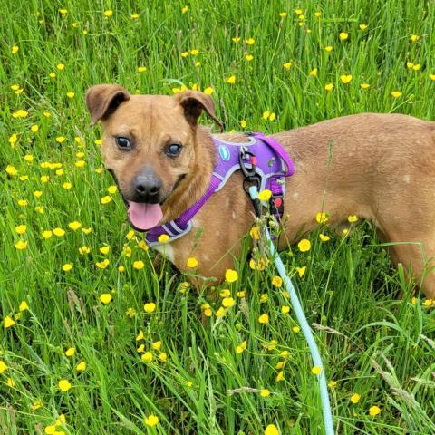 Benny, an adoptable Mixed Breed in Beckley, WV, 25802 | Photo Image 1