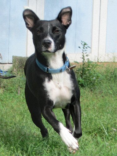 Starla, an adoptable Hound, Parson Russell Terrier in Tappahannock, VA, 22560 | Photo Image 1