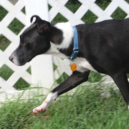 Starla, an adoptable Hound, Parson Russell Terrier in Tappahannock, VA, 22560 | Photo Image 2