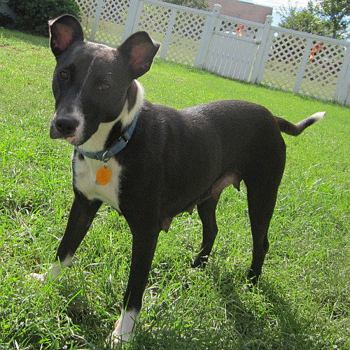 Starla, an adoptable Hound, Parson Russell Terrier in Tappahannock, VA, 22560 | Photo Image 3