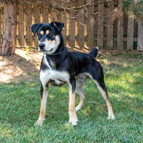 Fred, an adoptable Shepherd in Arlington Heights, IL, 60006 | Photo Image 1