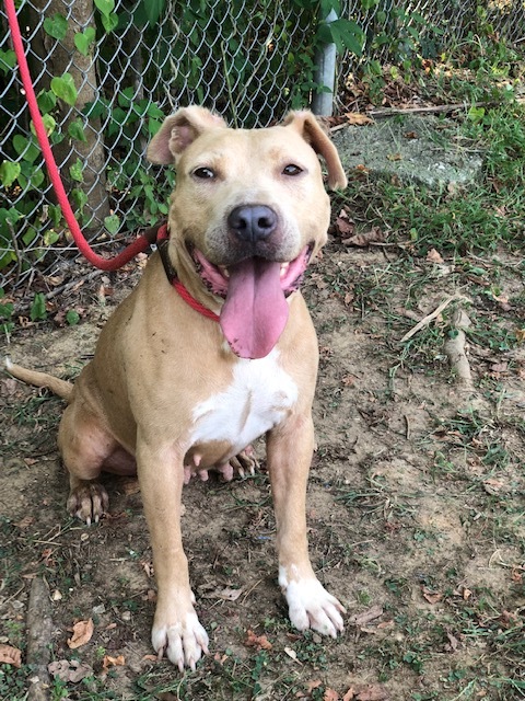 Dog for adoption - LOUISE, a Pit Bull Terrier Mix in Horn Lake, MS ...