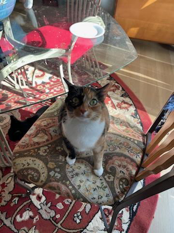 Meghan, an adoptable Domestic Short Hair in Greensboro, NC, 27410 | Photo Image 2