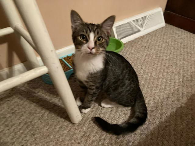 Charles, an adoptable Domestic Short Hair in Greensboro, NC, 27410 | Photo Image 1