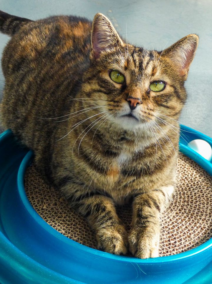 Tippy, an adoptable Tabby in Latrobe, PA_image-1