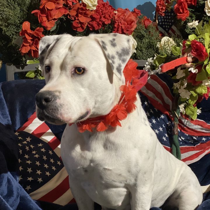 American sales bulldog dalmatian