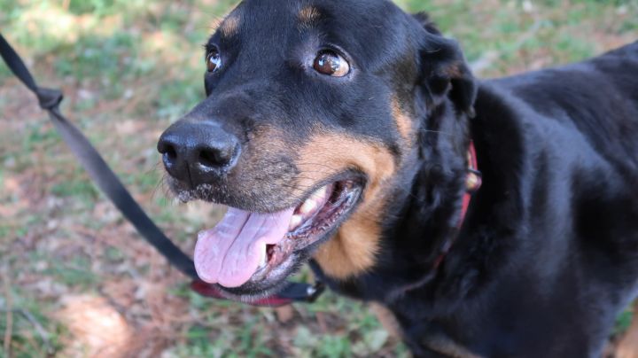 Athena!  Dignified! Affectionate!, an adoptable Rottweiler in St. Petersburg, FL_image-3
