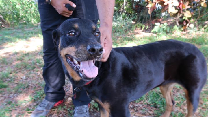 Athena!  Dignified! Affectionate!, an adoptable Rottweiler in St. Petersburg, FL_image-4