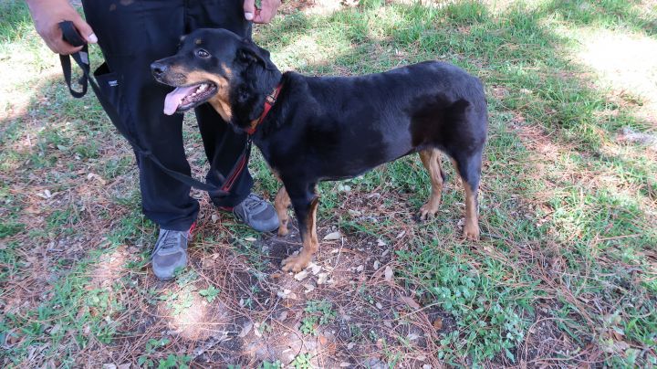 Athena!  Dignified! Affectionate!, an adoptable Rottweiler in St. Petersburg, FL_image-5