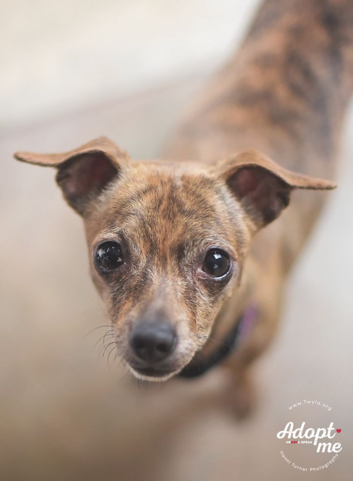 Chichi, an adopted Chihuahua & Dachshund Mix in Kingwood, TX_image-1