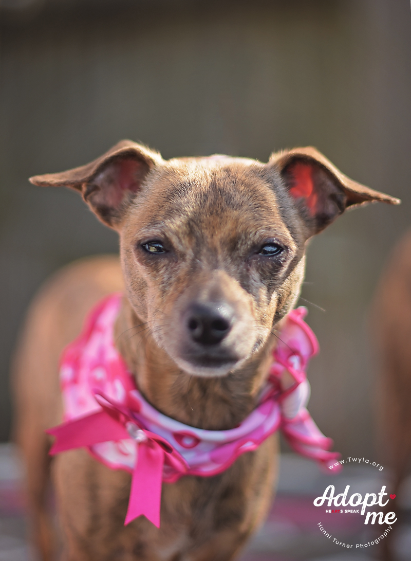 Ruby, an adoptable Chihuahua, Dachshund in Kingwood, TX, 77339 | Photo Image 4