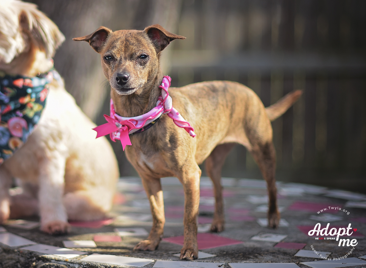 Ruby, an adoptable Chihuahua, Dachshund in Kingwood, TX, 77339 | Photo Image 6