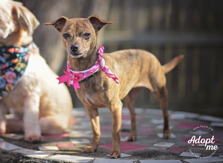 Chichi, an adopted Chihuahua & Dachshund Mix in Kingwood, TX_image-3