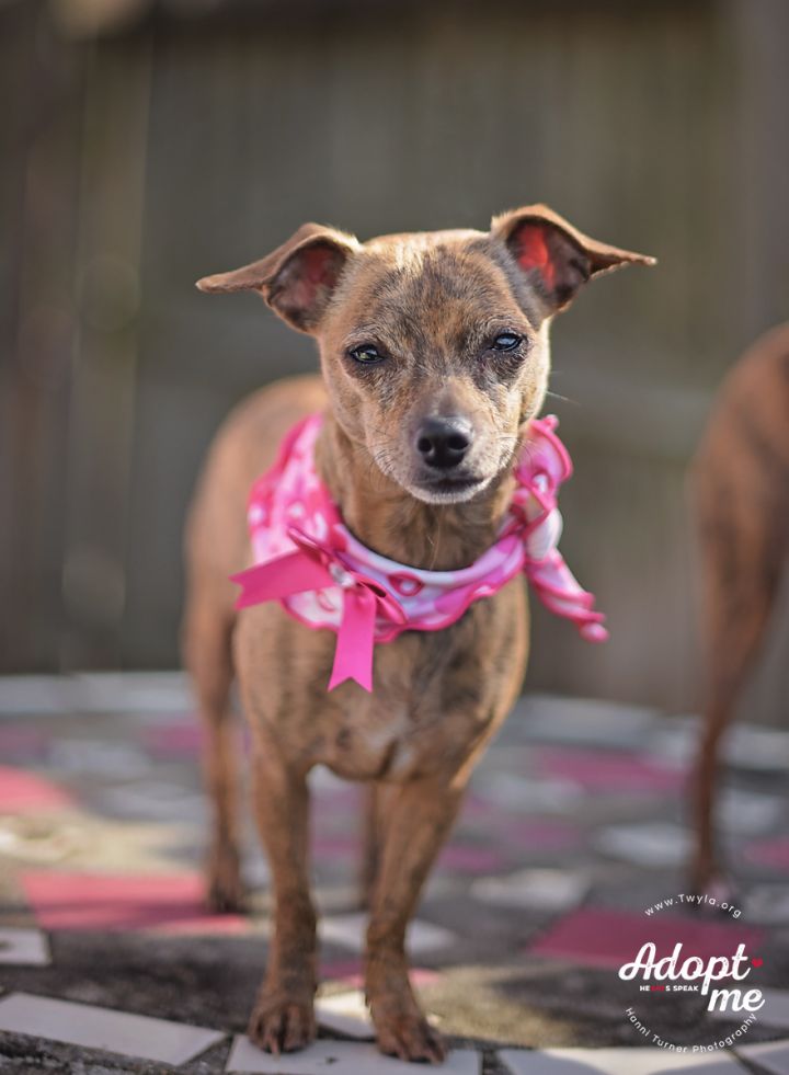 Chichi, an adopted Chihuahua & Dachshund Mix in Kingwood, TX_image-4