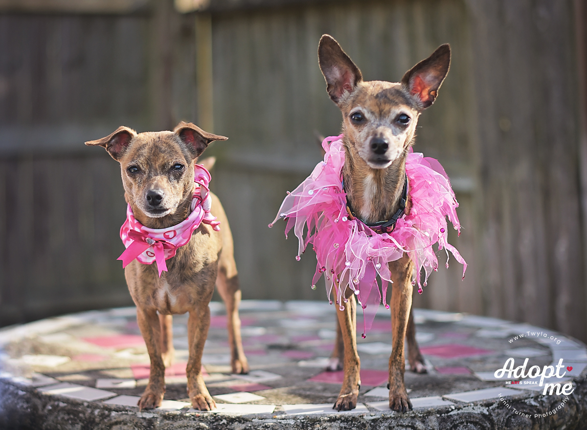 Ruby, an adoptable Chihuahua, Dachshund in Kingwood, TX, 77339 | Photo Image 9