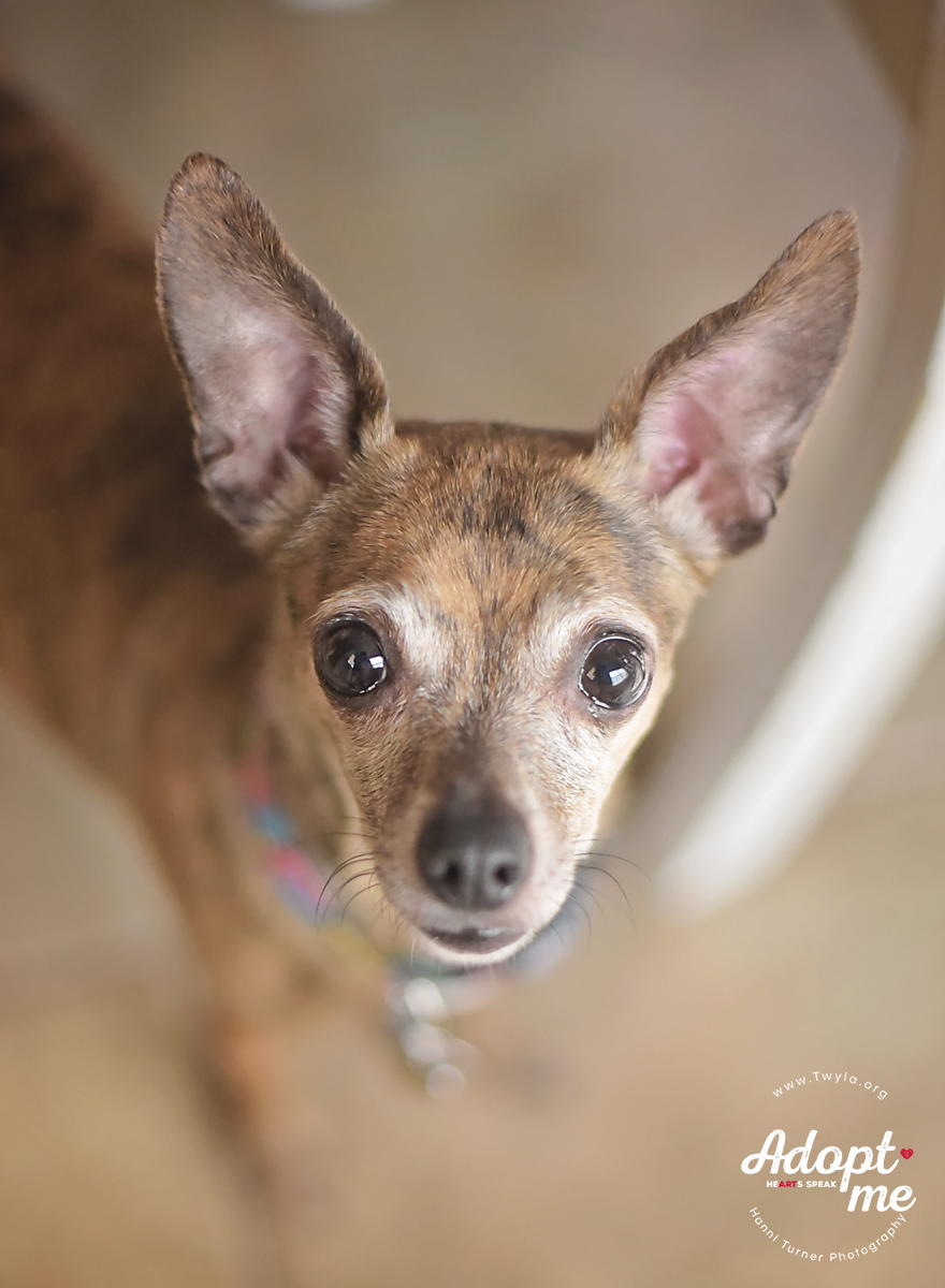 Pearl, an adoptable Chihuahua, Italian Greyhound in Kingwood, TX, 77339 | Photo Image 2