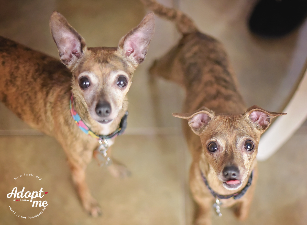 Pearl, an adoptable Chihuahua, Italian Greyhound in Kingwood, TX, 77339 | Photo Image 4