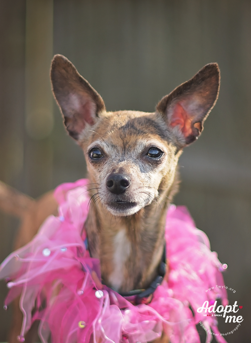 Pearl, an adoptable Chihuahua, Italian Greyhound in Kingwood, TX, 77339 | Photo Image 6