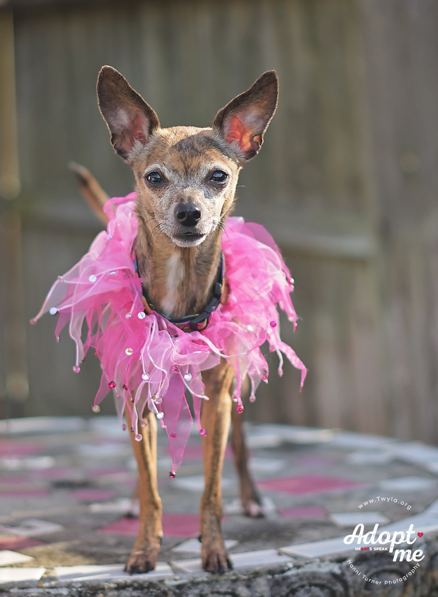 Pearl, an adoptable Chihuahua, Italian Greyhound in Kingwood, TX, 77339 | Photo Image 8