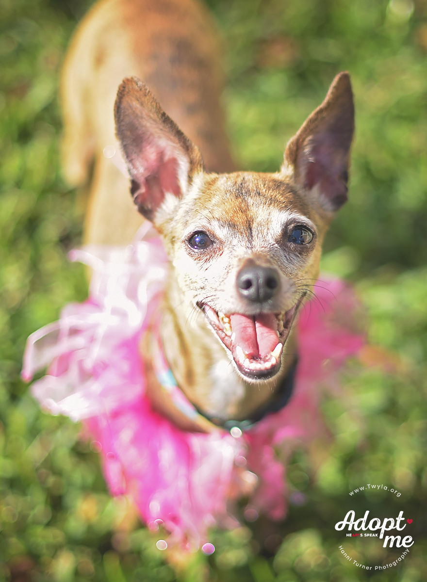 Pearl, an adoptable Chihuahua, Italian Greyhound in Kingwood, TX, 77339 | Photo Image 10