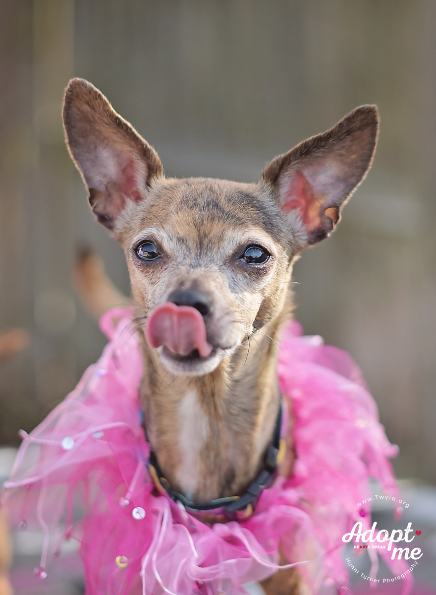 Pearl, an adoptable Chihuahua, Italian Greyhound in Kingwood, TX, 77339 | Photo Image 12