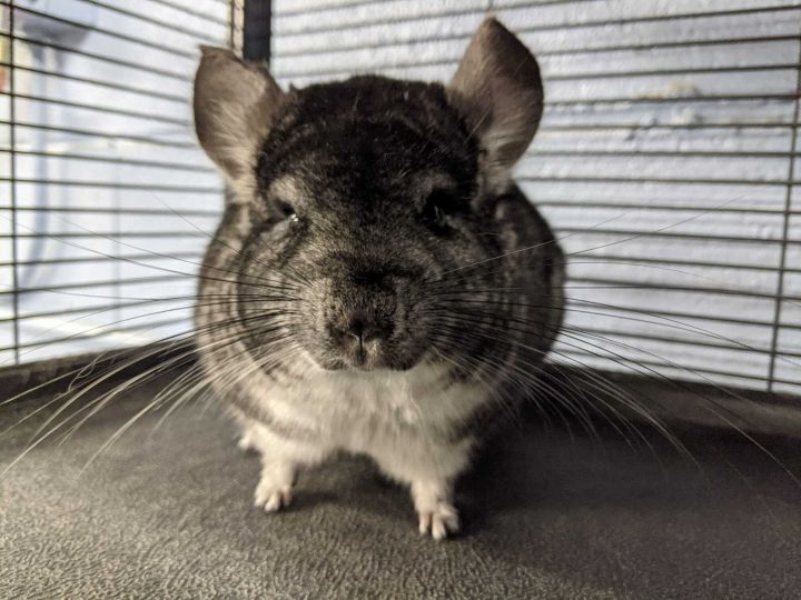 Chinchilla For Adoption - Totoro A Chinchilla In Montclair Ca Petfinder