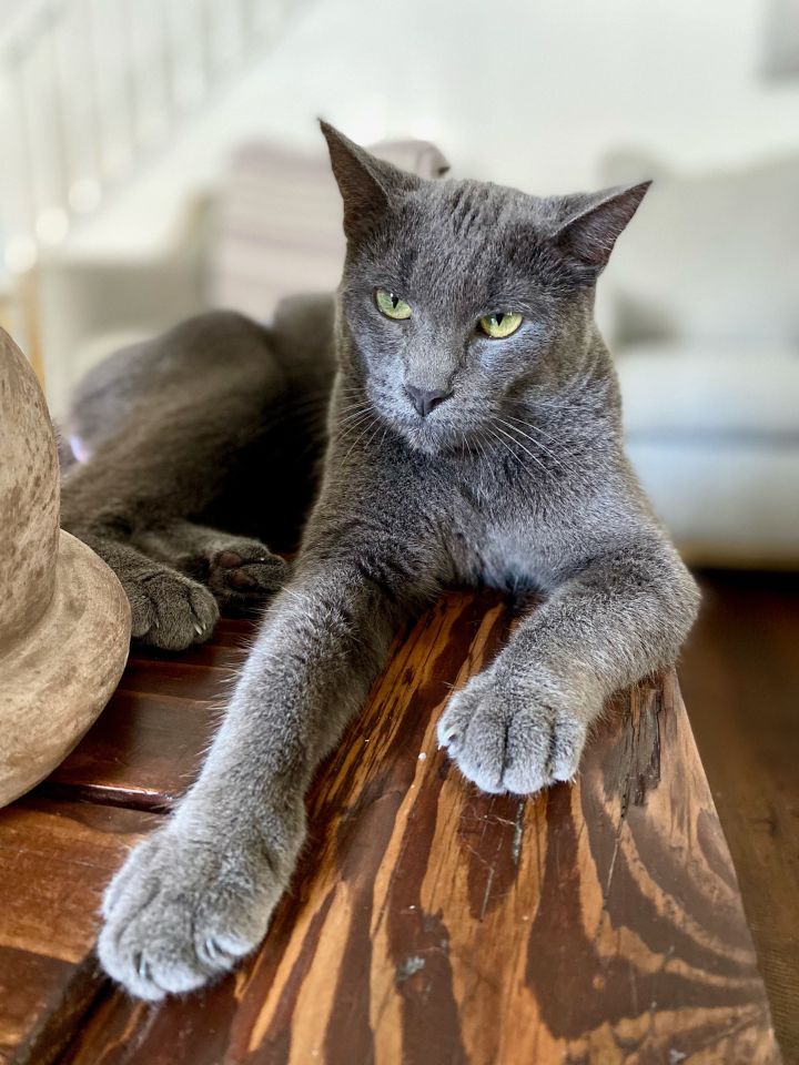 Russian blue best sale domestic shorthair